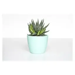 Artificial Olive Plant with Pot